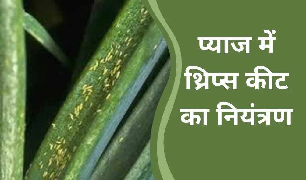 प्याज में थ्रिप्स कीट का नियंत्रण | Onion Thrips Pest Control Guide