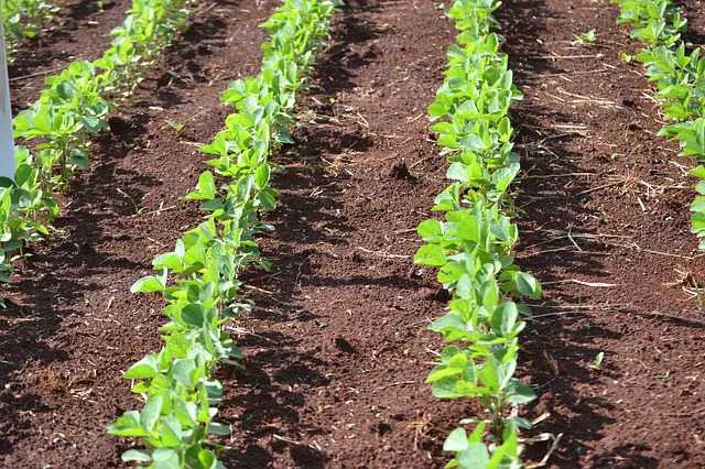 सोयाबीन में अधिक फलियां कैसे बढ़ाएं | Soybean Pod Formation Guide