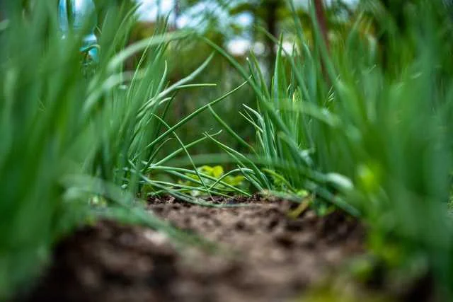 प्याज में खरपतवार नियंत्रण | Onion Weed Management Guide