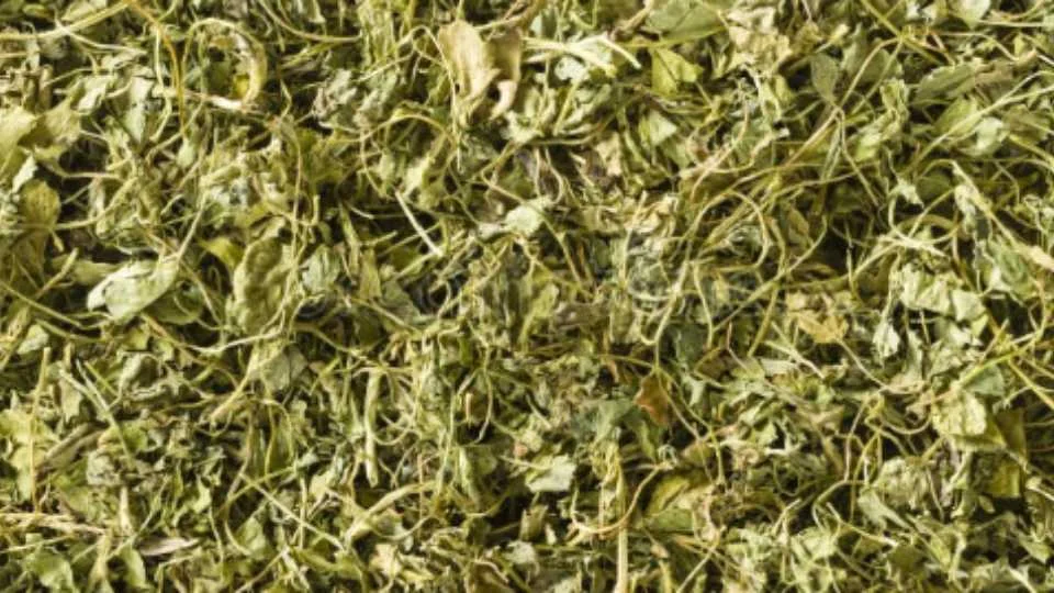 कसूरी मेथी क्या है? स्वास्थ्य के लिए इसके फायदे और उपयोग